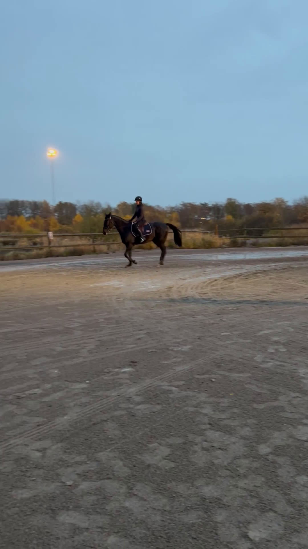 Övrigt hästar till salu: Ridtravare söker nytt hem i Kalmar - Video 1
