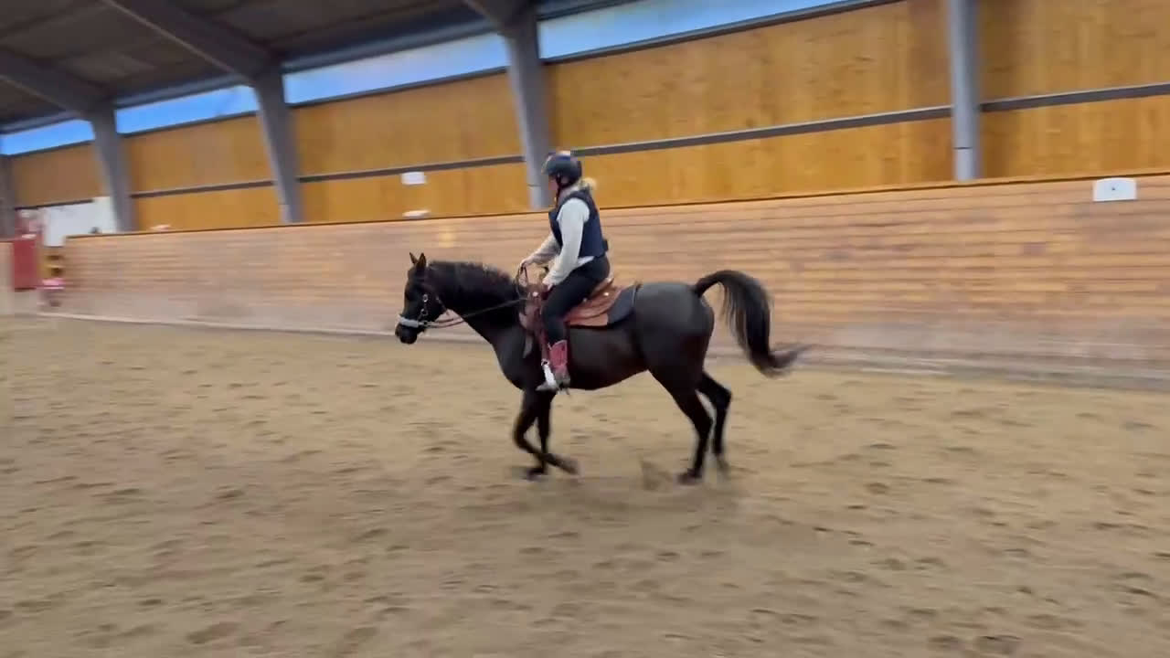 Allround hästar till salu: Världens bästa kille!  i Bräkne-Hoby - Video 3