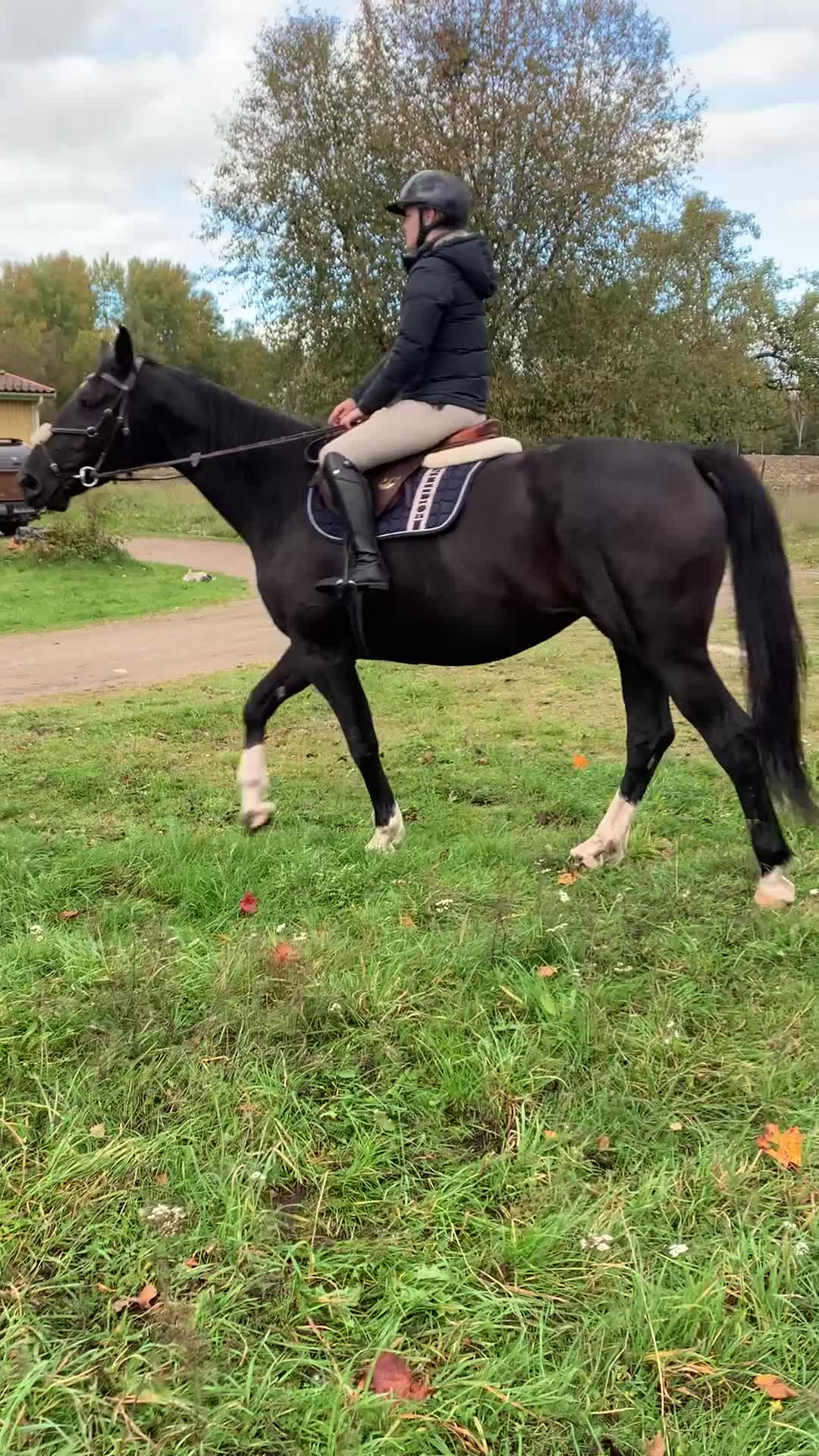 Allround hästar till salu: Snygg avelsmärr! i Tingsryd - Video 3