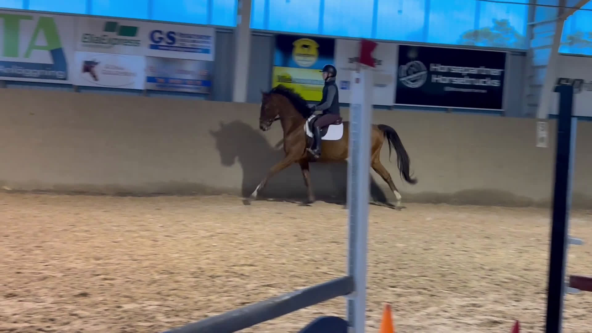 Allround hästar till salu: Vacker valack  i Eldsberga - Video 1