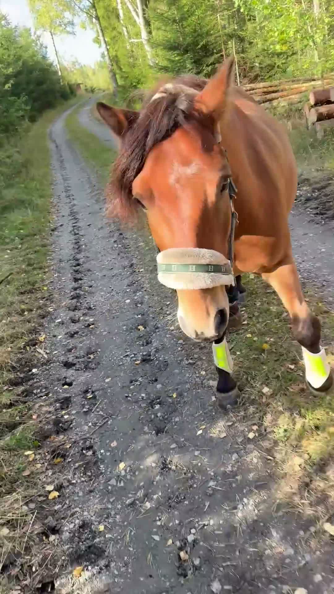 Allround hästar till salu: Världens snällaste Elmer  - Video 1