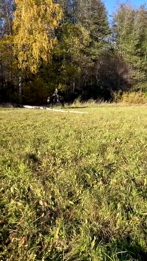 Allround hästar till salu: Fin ridtravare  i Huddinge - Video 1