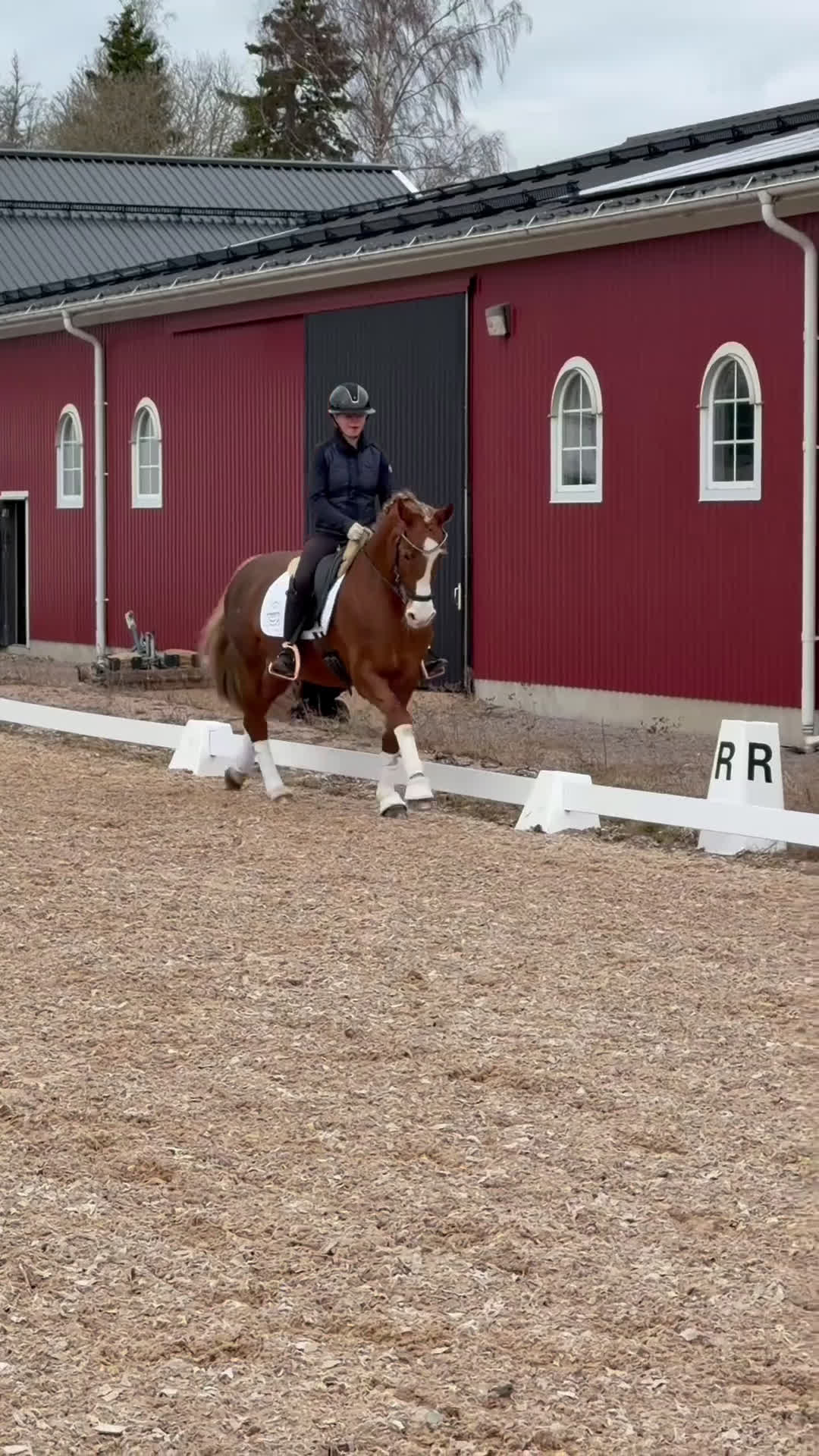 Dressyr hästar till salu: Dressyrponny - Video 1