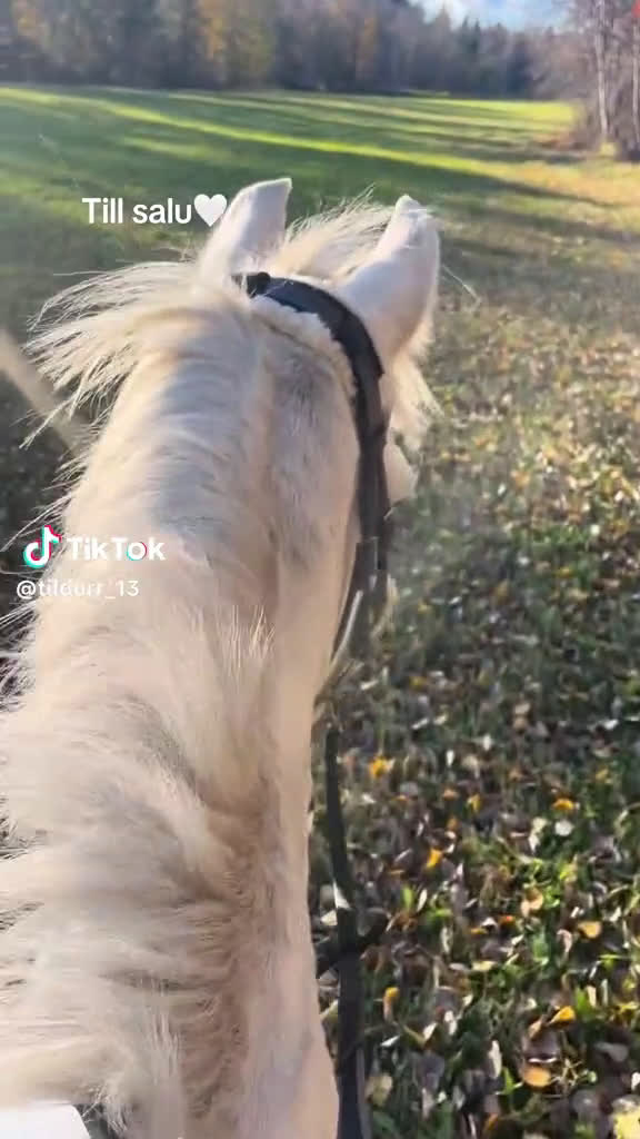 Allround hästar till salu: 🌟Söker sin nya människa🌟 i Enånger - Video 5