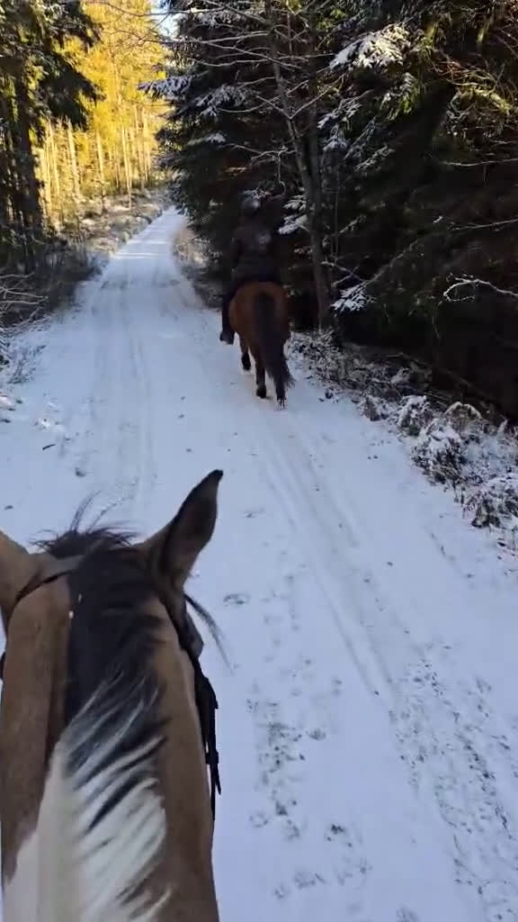 Island hästar till salu: Fint sto -21 5 bra gångarter ev byte  i Olsfors - Video 1