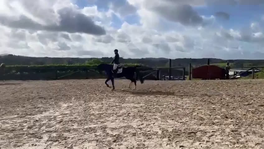 Hoppning hästar till salu: Valack 9 år tävlad 120  - Video 2