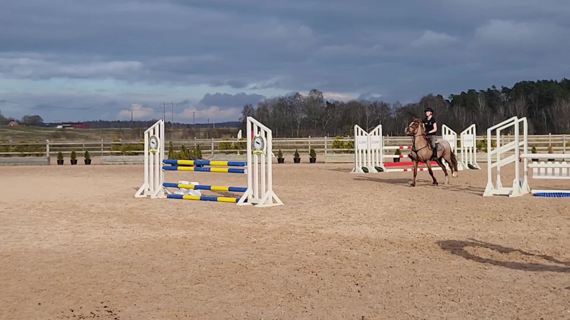 Hoppning hästar till salu: Tävlingsponny - Video 5