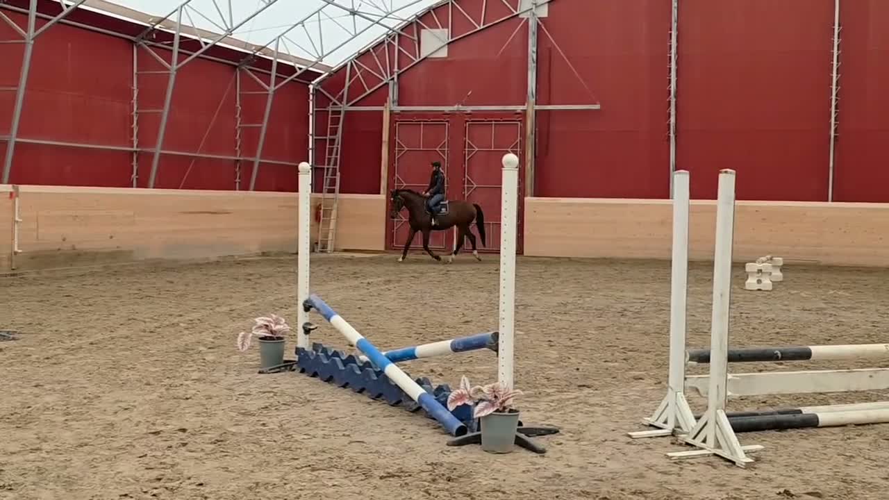 Hoppning hästar till salu: Lovande SWB valack  - Video 1