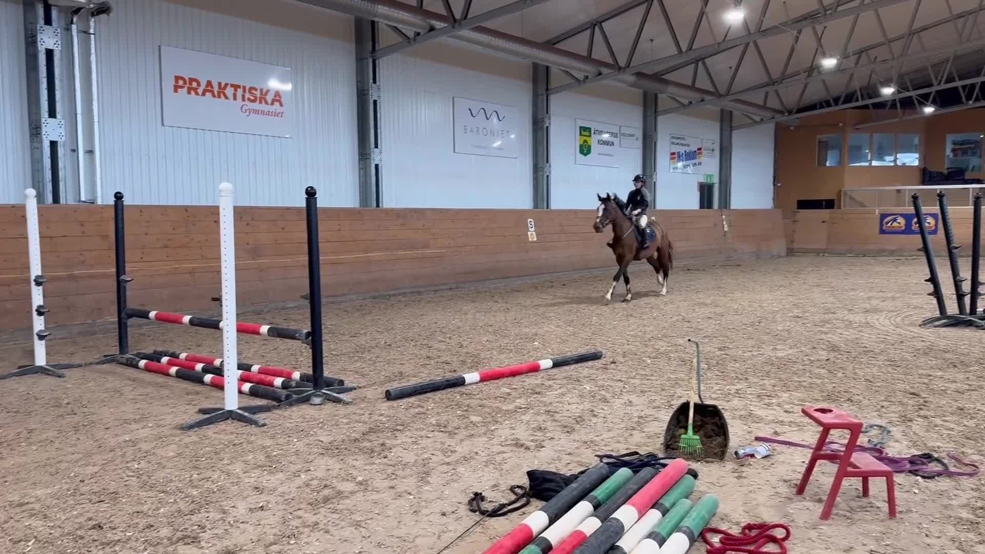 Hoppning hästar till salu: Trevligt sto - Video 1