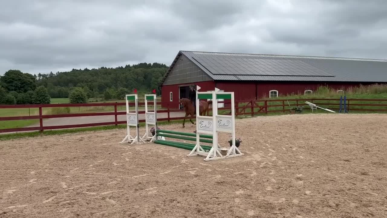 Hoppning hästar till salu: Trevlig tävlingsponny - Video 1