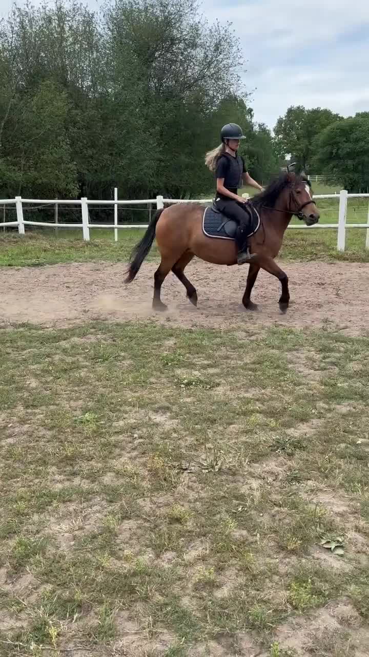 Allround hästar till salu: Pigg och framåt mor/ dotterhäst - Video 2