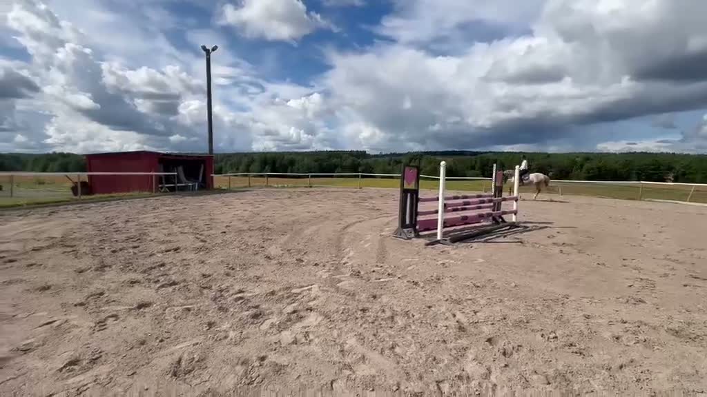 Allround hästar till salu: En ponny med SM kvalité  - Video 1