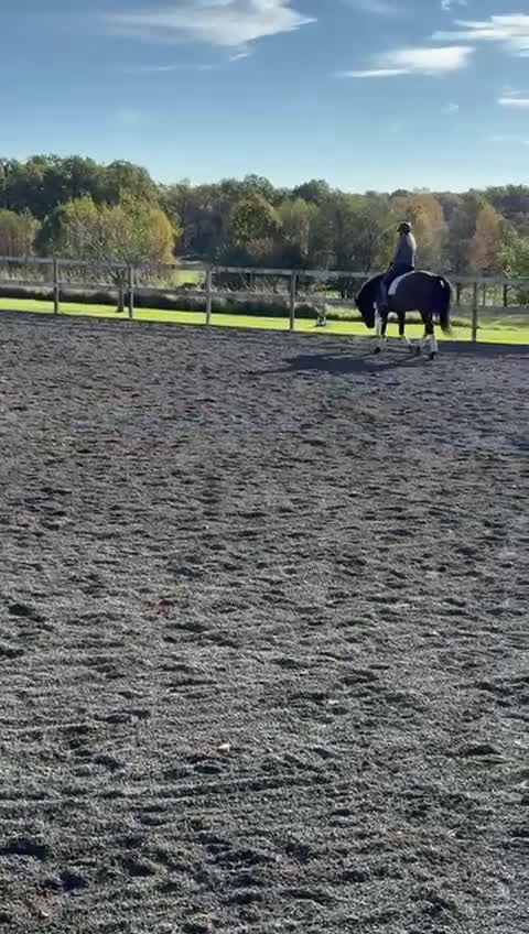 Allround hästar till salu: PRE 10 år i Munka-ljungby - Video 3