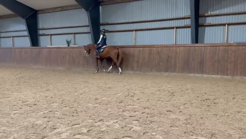 Allround hästar till salu: Unghäst - Video 2