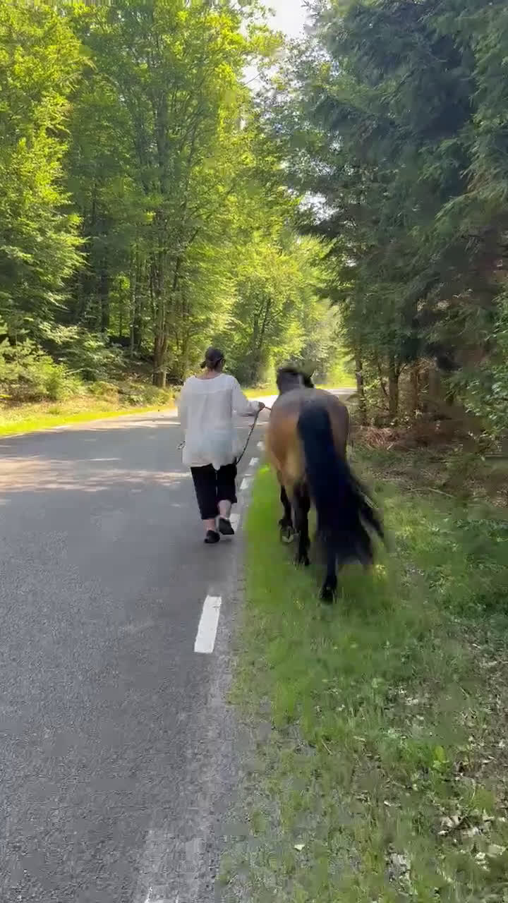 Allround hästar till salu: Lovande Nordsvenskt sto för ridning och sällskap i Broby - Video 5