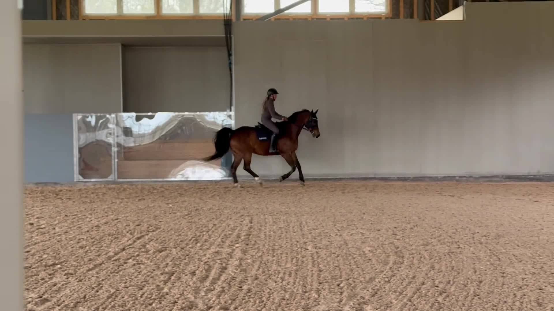 Allround hästar till salu: Lyxig hobbyhäst med stor personlighet  - Video 3