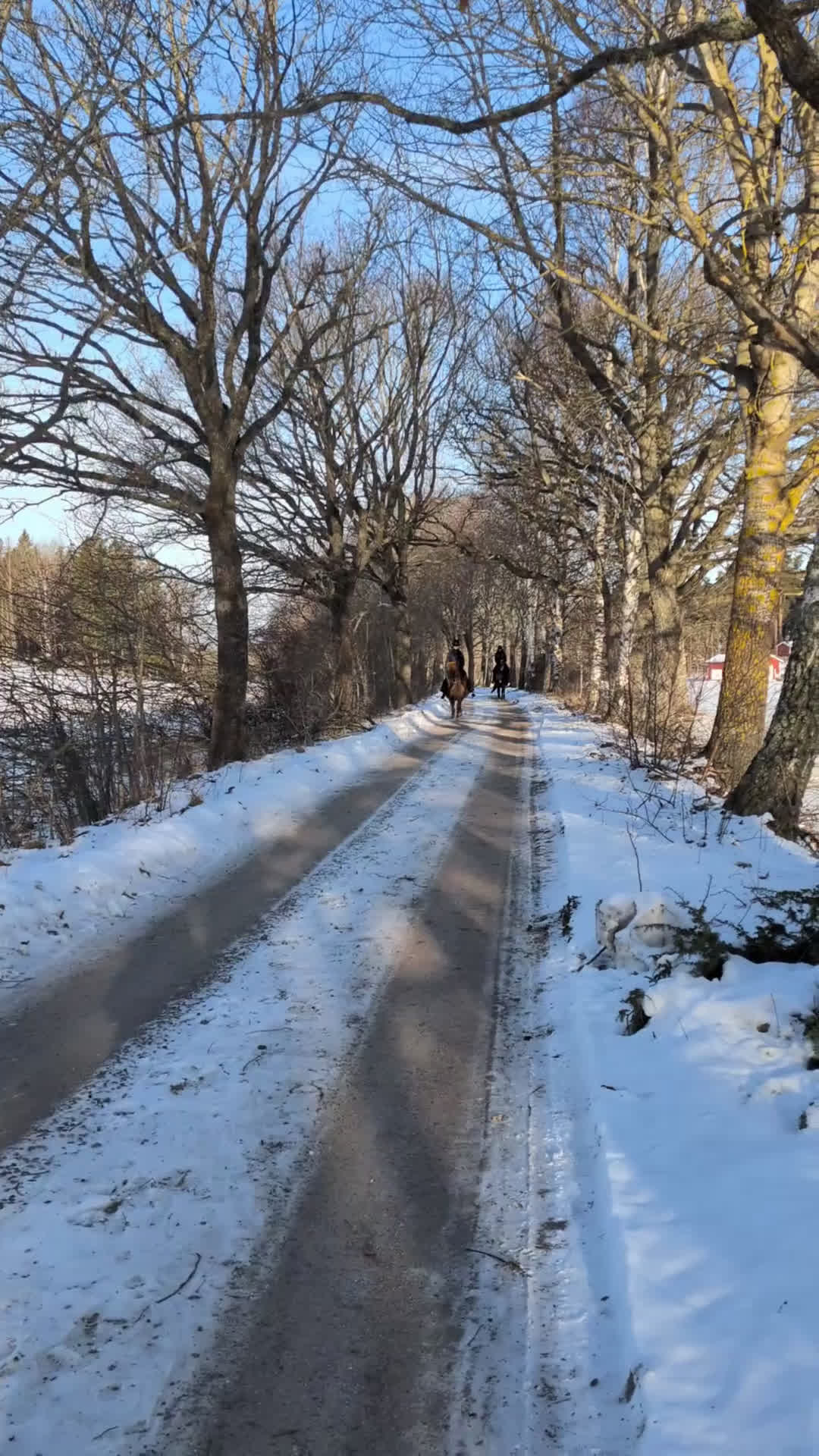 Island hästar till salu: Menja från Kyrkbyn - mycket trevlig islandshäst  i Stigtomta - Video 1