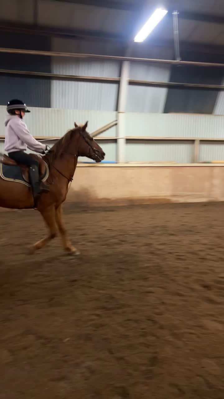 Allround hästar till salu: Halvblod/Arab säljes alt bytes.  i Köpingsvik - Video 5