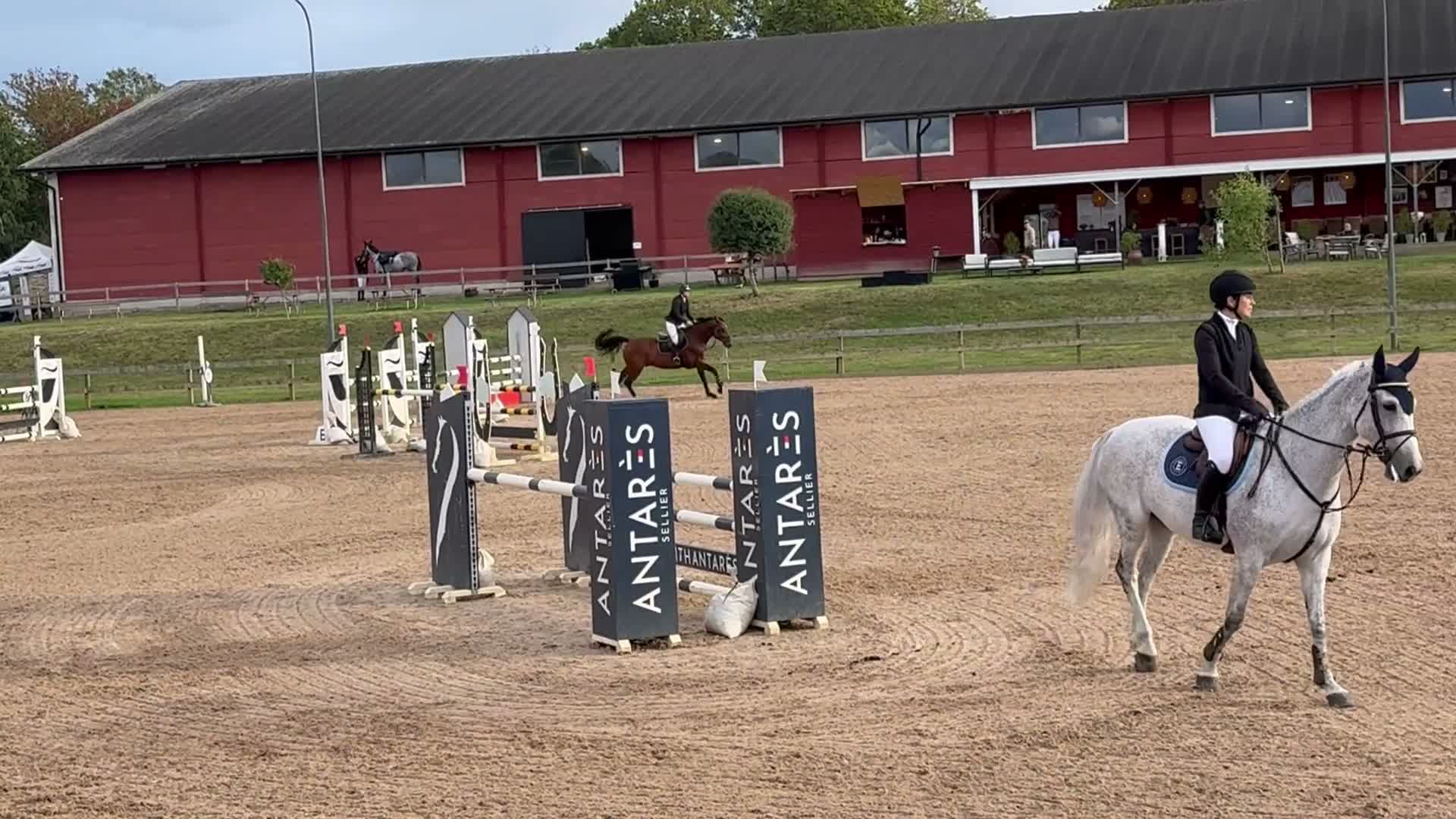 Hoppning hästar till salu: Erfaren tävlingshäst och fantastisk läromästare - Video 1