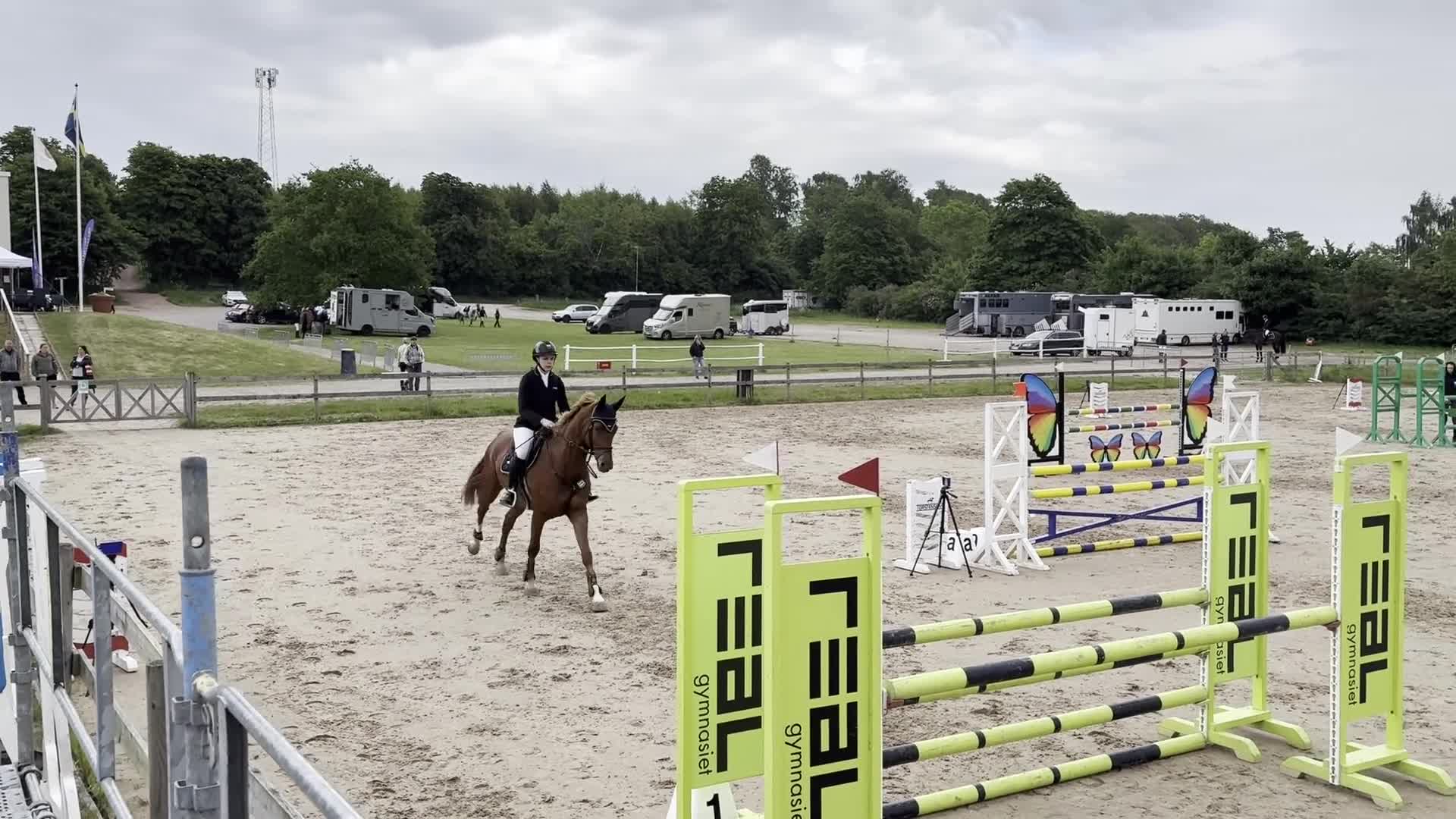 Hoppning hästar till salu: Lovande 6-årig valack - Video 3