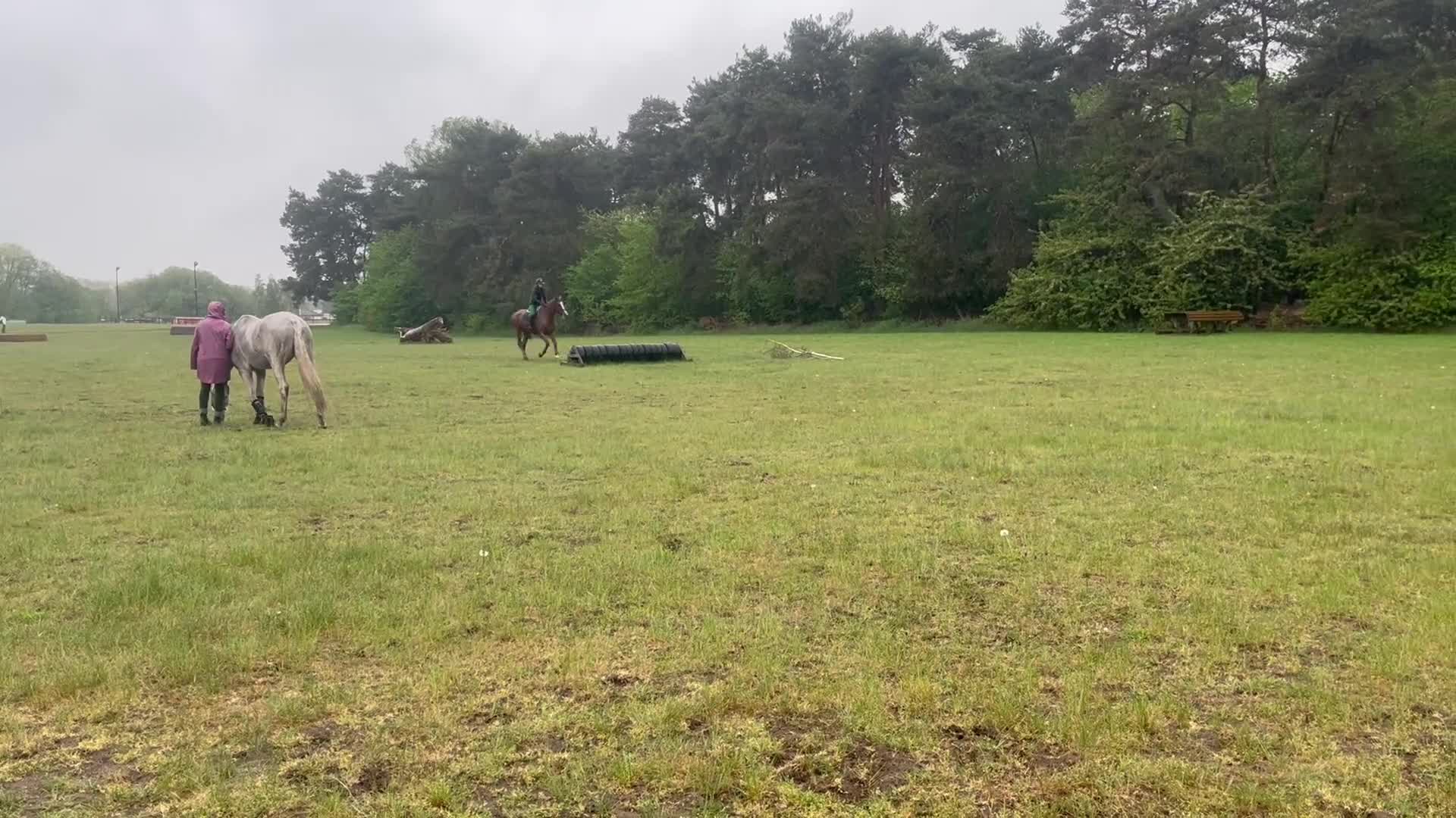 Hoppning hästar till salu: Sto med potential - Video 2
