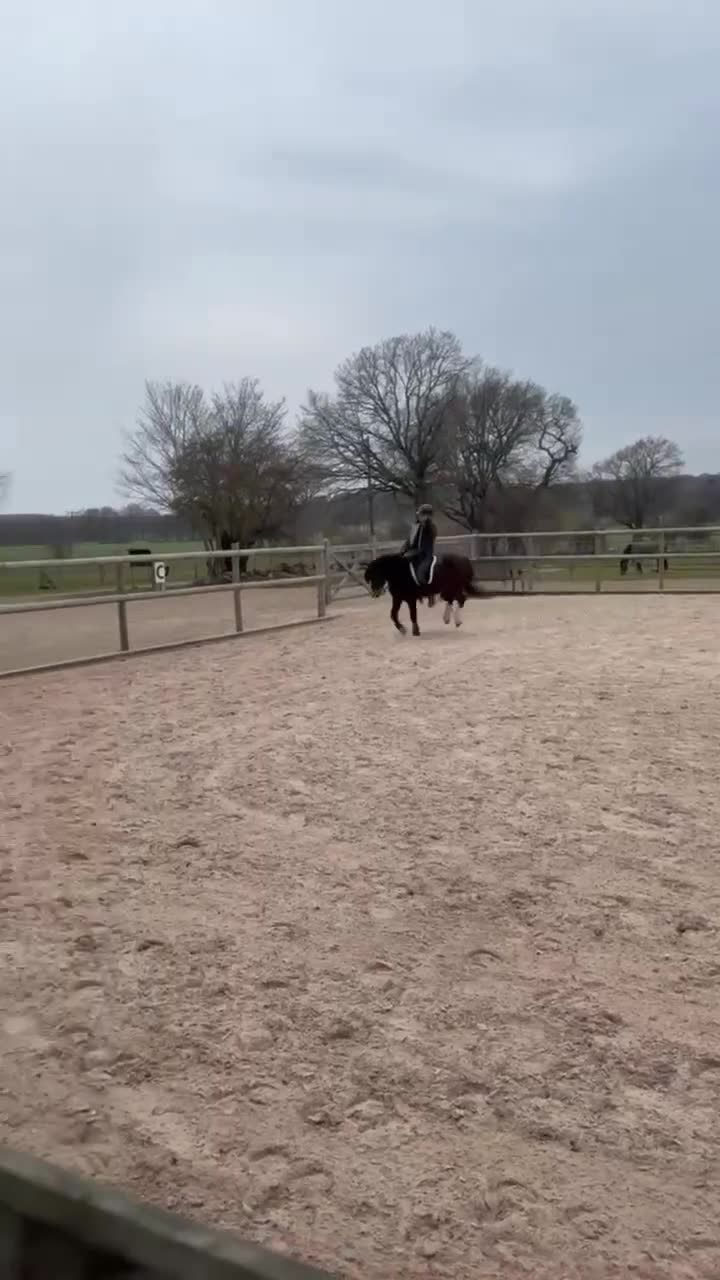 Allround hästar till salu: Ponny med kapacitet och utstrålning - Video 2