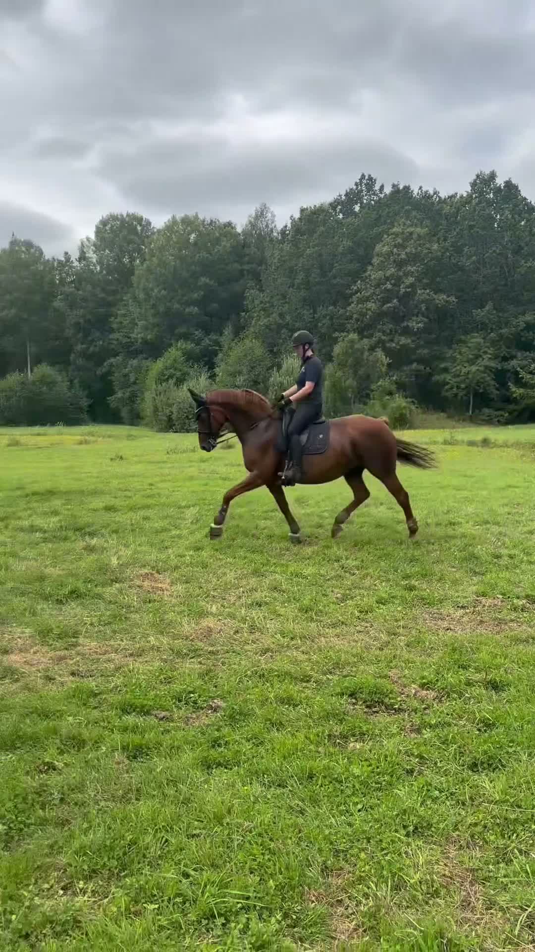 Dressyr hästar till salu: Dressyrsto med mycket kapacitet  - Video 1