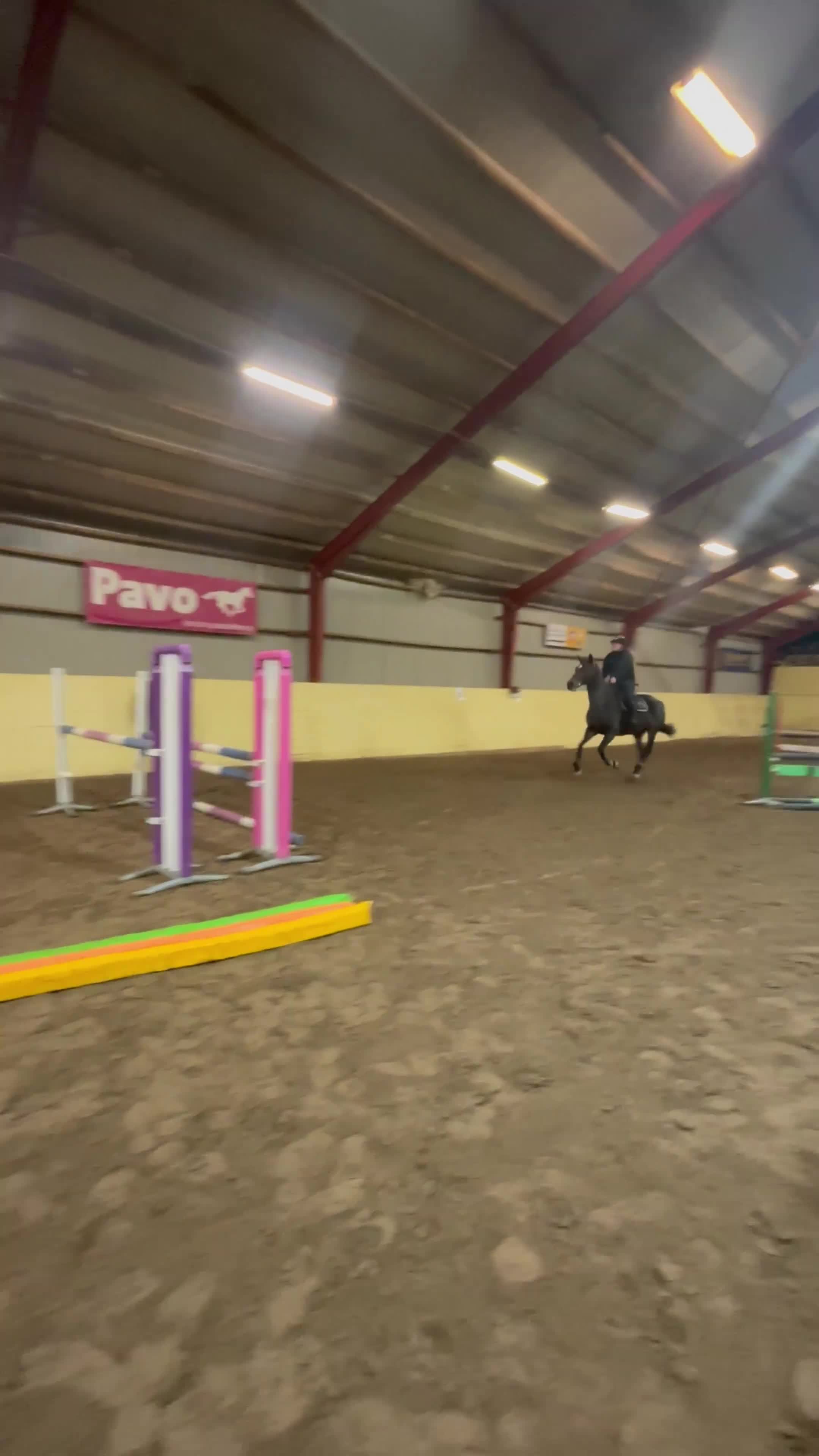 Allround hästar till salu: Snällaste Doris tillsalu - Video 5
