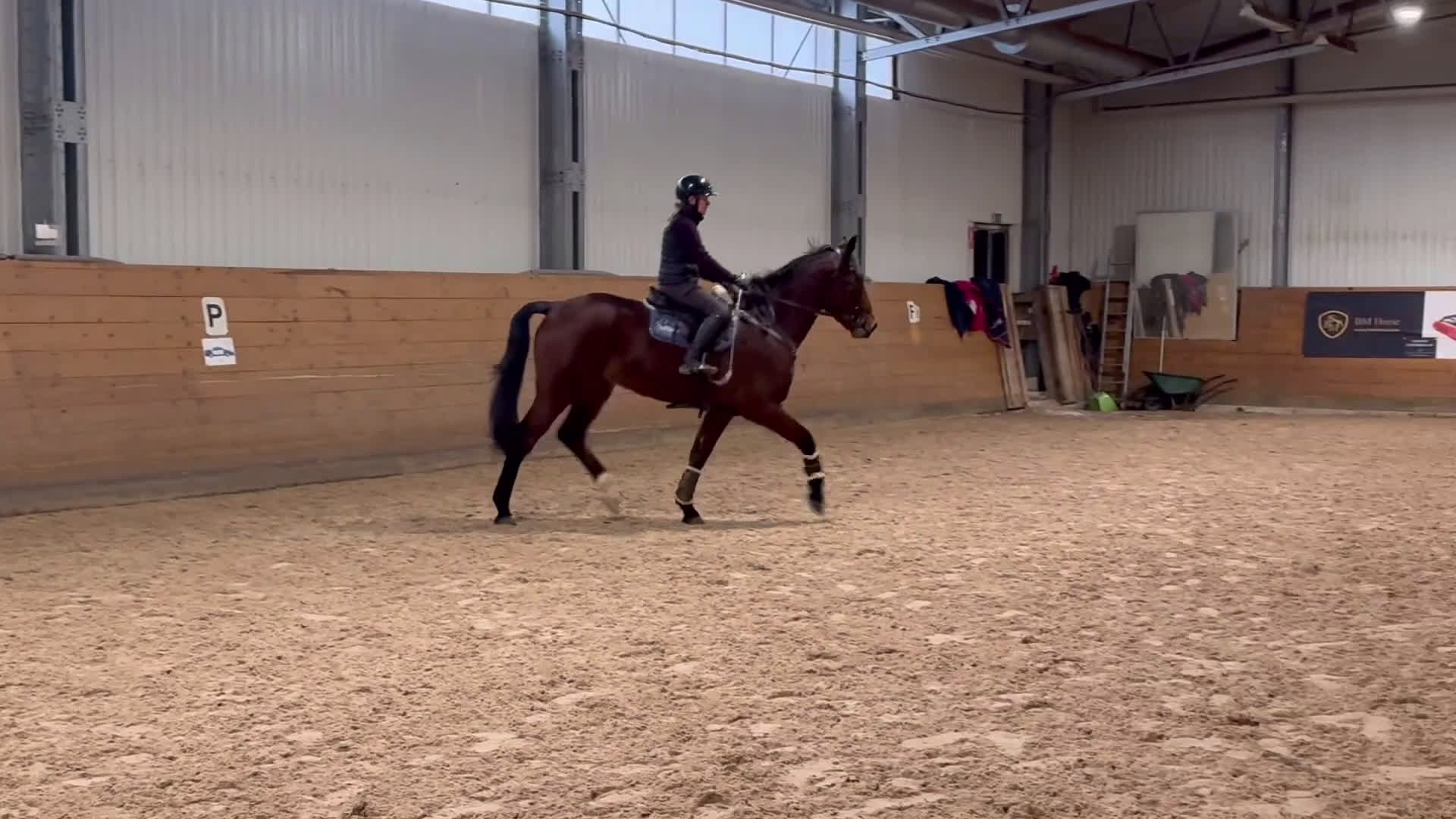 Allround hästar till salu: Trevlig valack  - Video 1