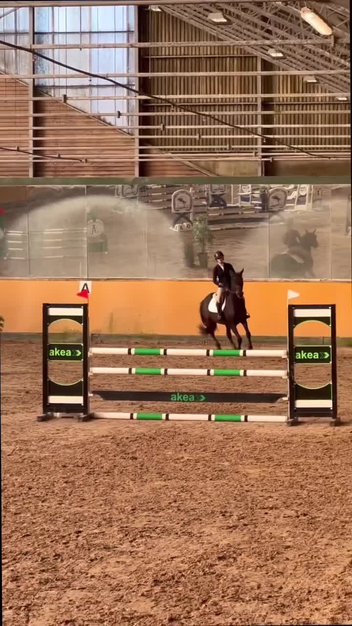 Allround hästar till salu: Avel/skogen/hoppning - Video 4