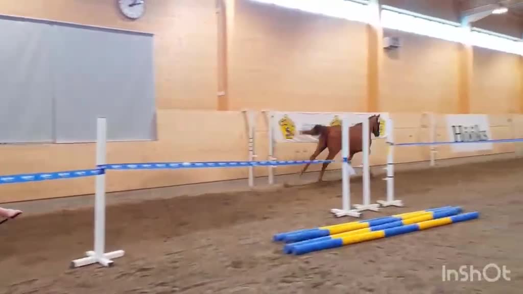 Hoppning hästar till salu: Dröm killen! - Video 1