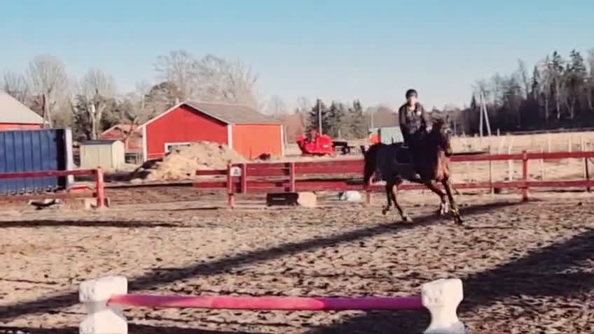 Allround hästar till salu: Lyxig hobbyhäst eller avel - Video 1