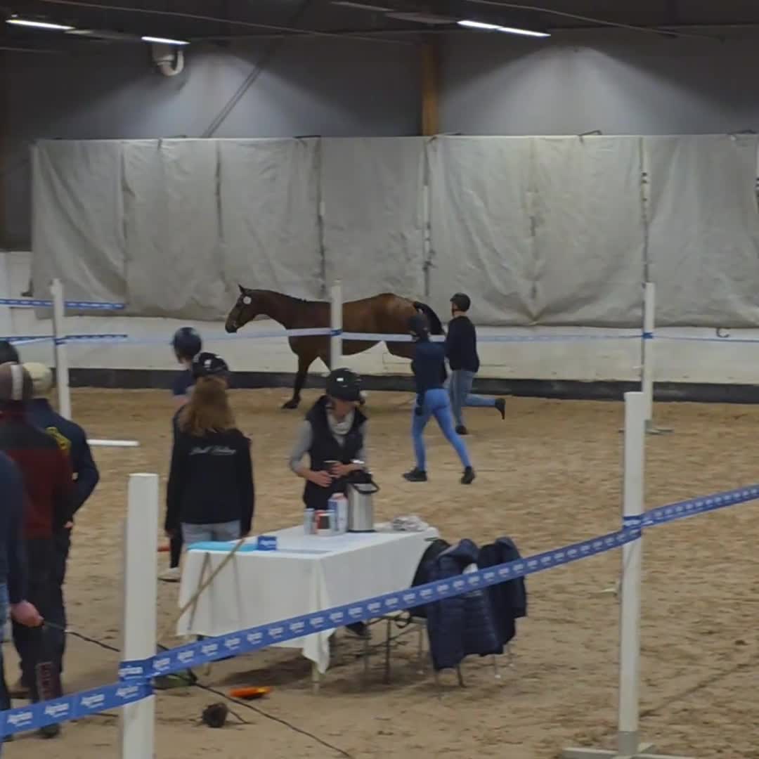 Hoppning hästar till salu: Snygg kille med stor potential  - Video 1