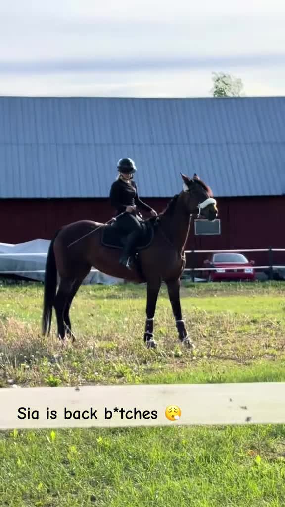 Allround hästar till salu: Sia söker sin nya person i Lakene - Video 4