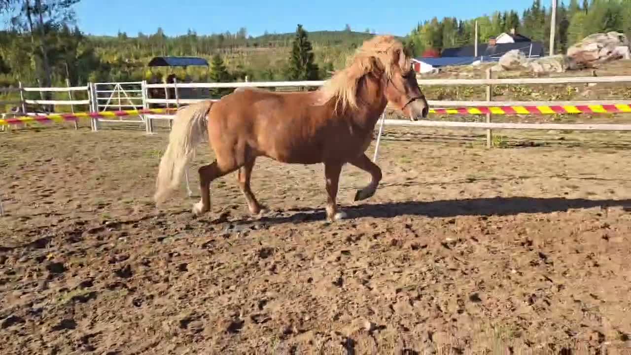 Island hästar till salu: Till salu - Video 1