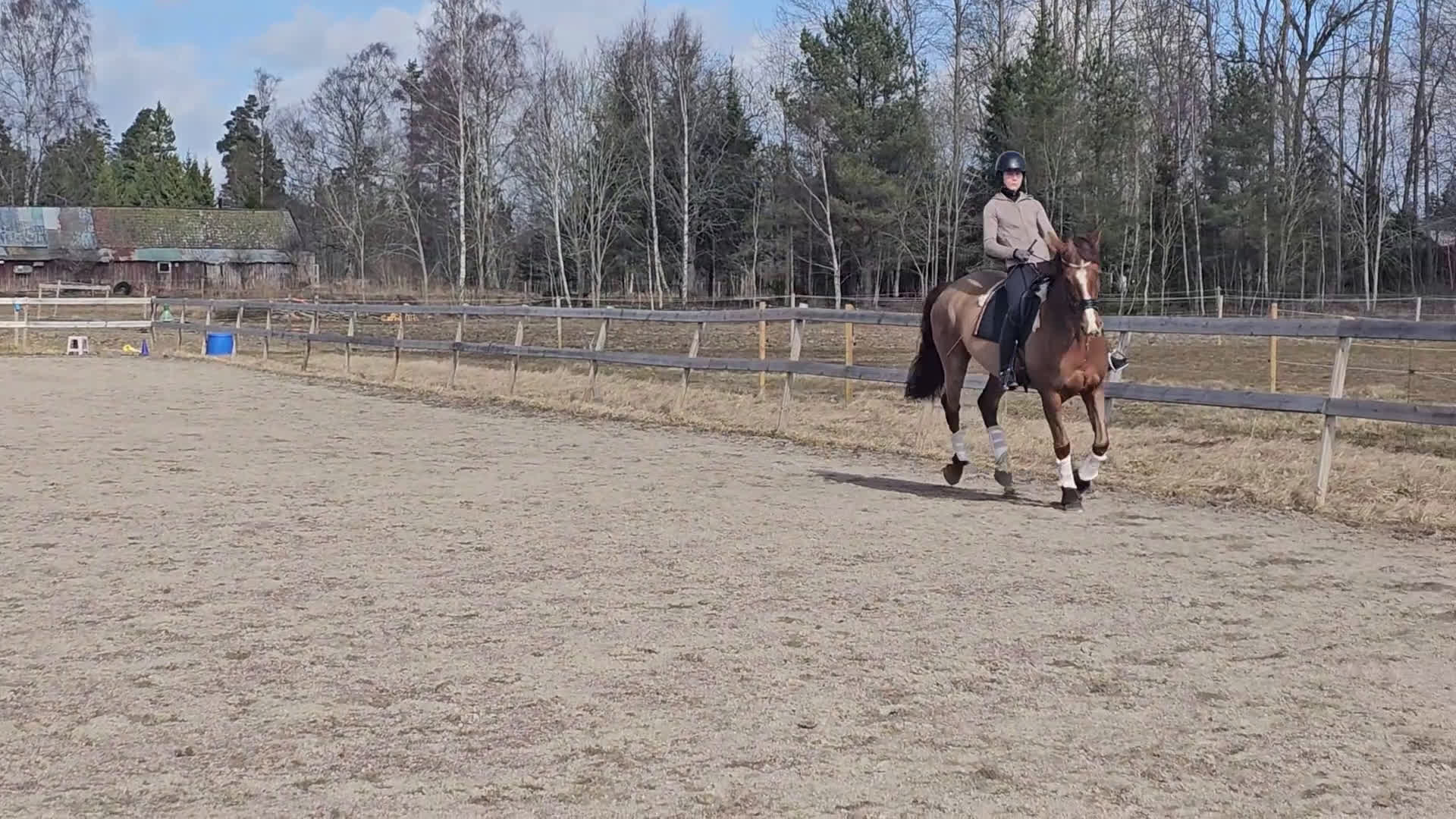 Dressyr hästar till salu: Mycket fint dressyrsto  - Video 2