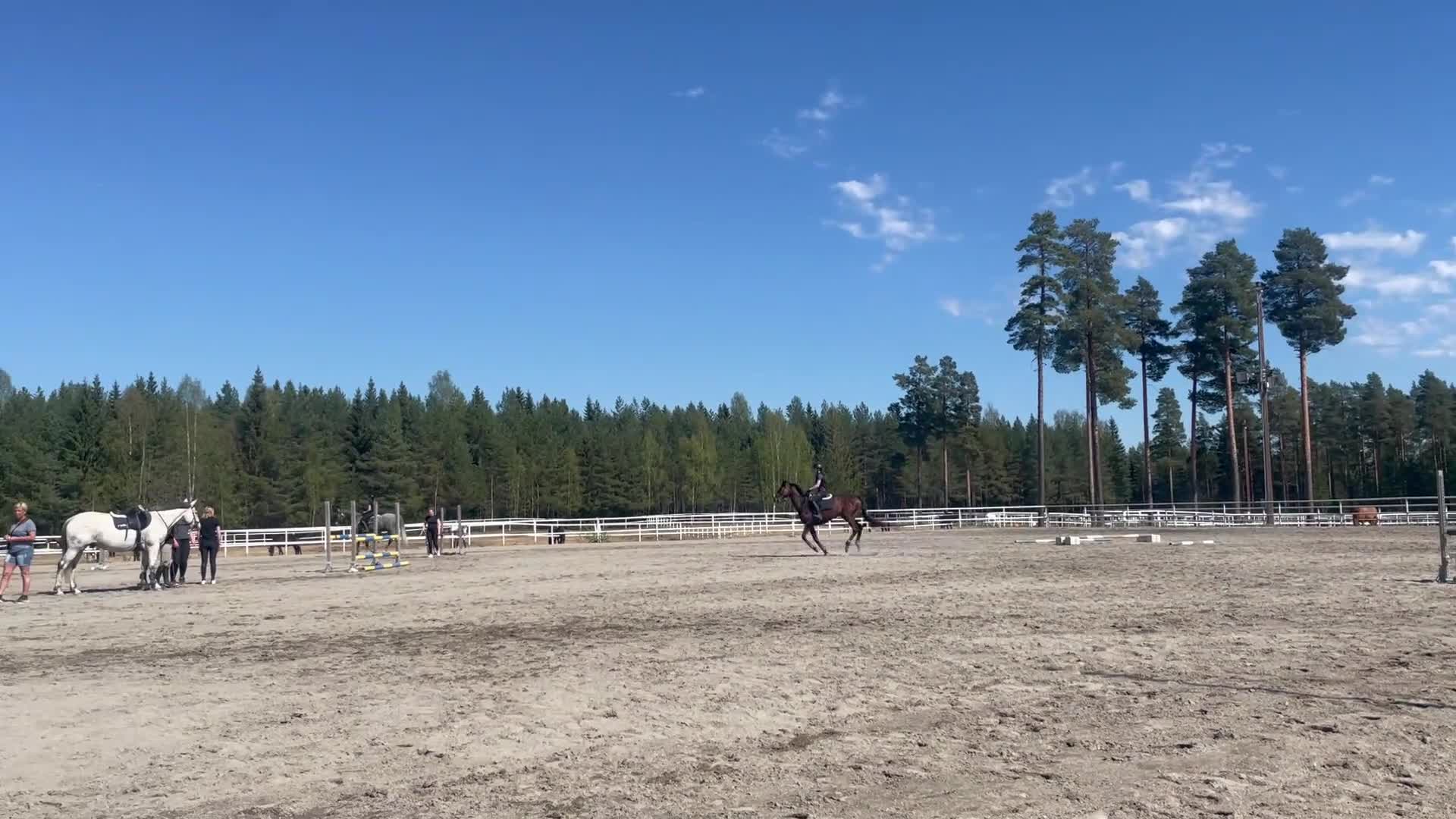 Allround hästar till salu: En bästa vän  i Njurunda - Video 3