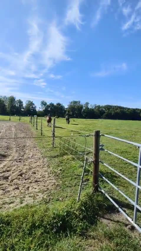 Trav hästar till salu: Sto efter Flocki D’aurcy, Iron Grace Fiona i Malmö - Video 2