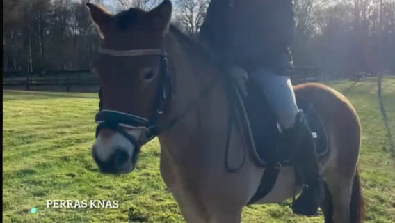 Allround hästar till salu: Gotlandsruss -19 - Video 1