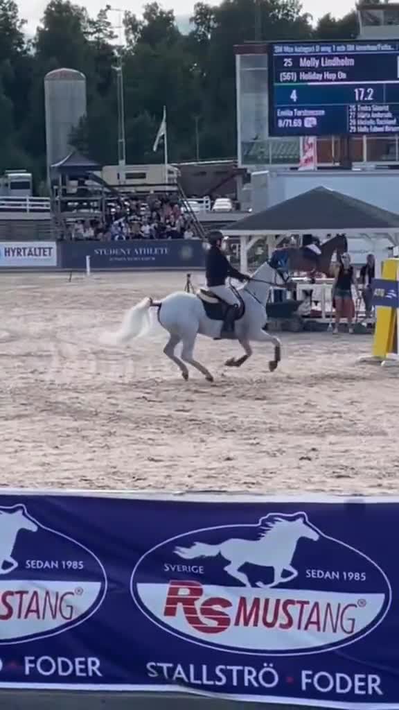 Allround hästar till salu: Rutinerad läromästare - Video 1