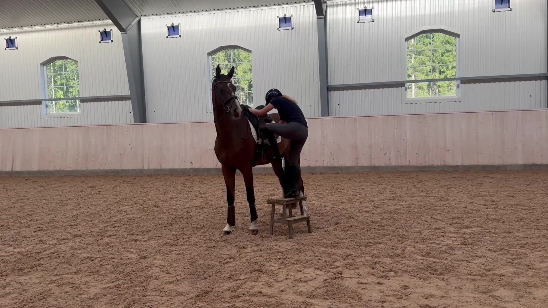 Dressyr hästar till salu: Lovande fyraåring  - Video 1