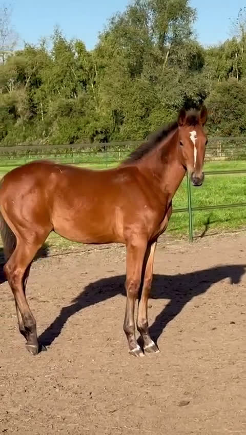 Hoppning hästar till salu: Aganixföl med toppstam! i Jonsered - Video 1