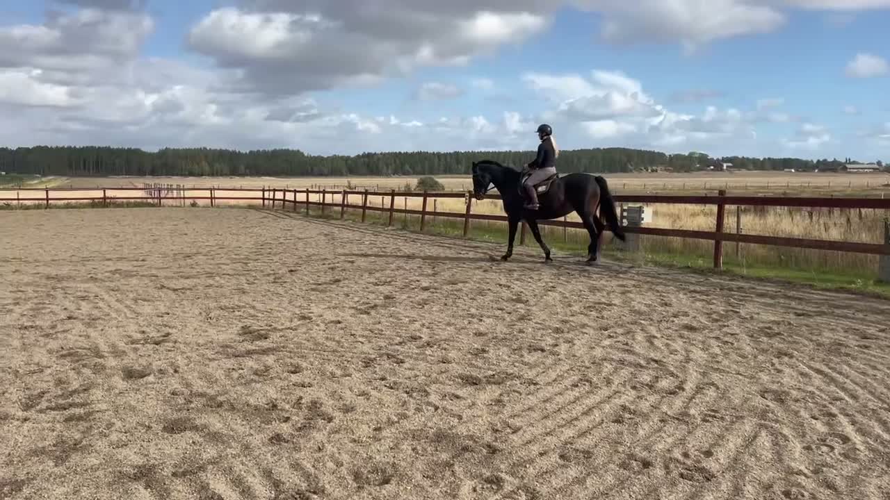 Allround hästar till salu: Vackert sto!  - Video 3