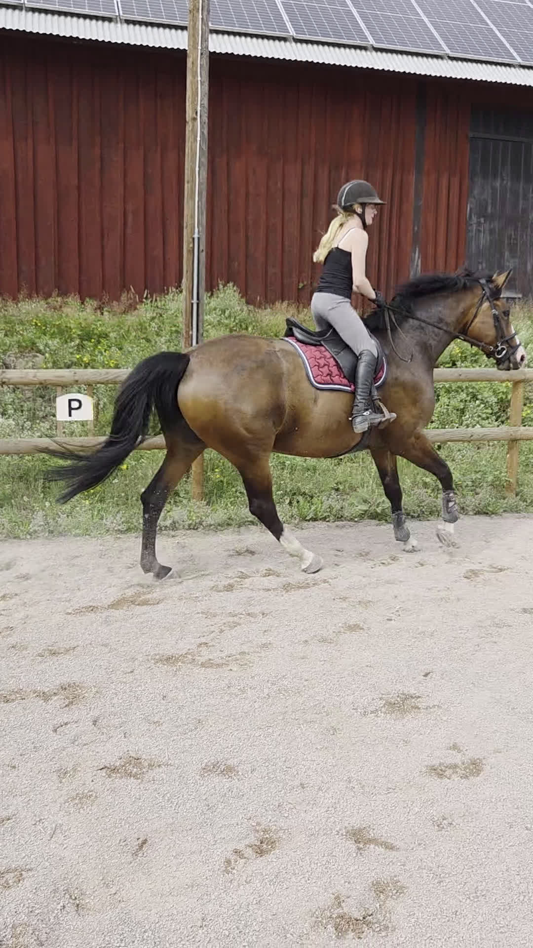 Allround hästar till salu: Balenzia – trevlig och lättriden hobbyhäst - Video 3