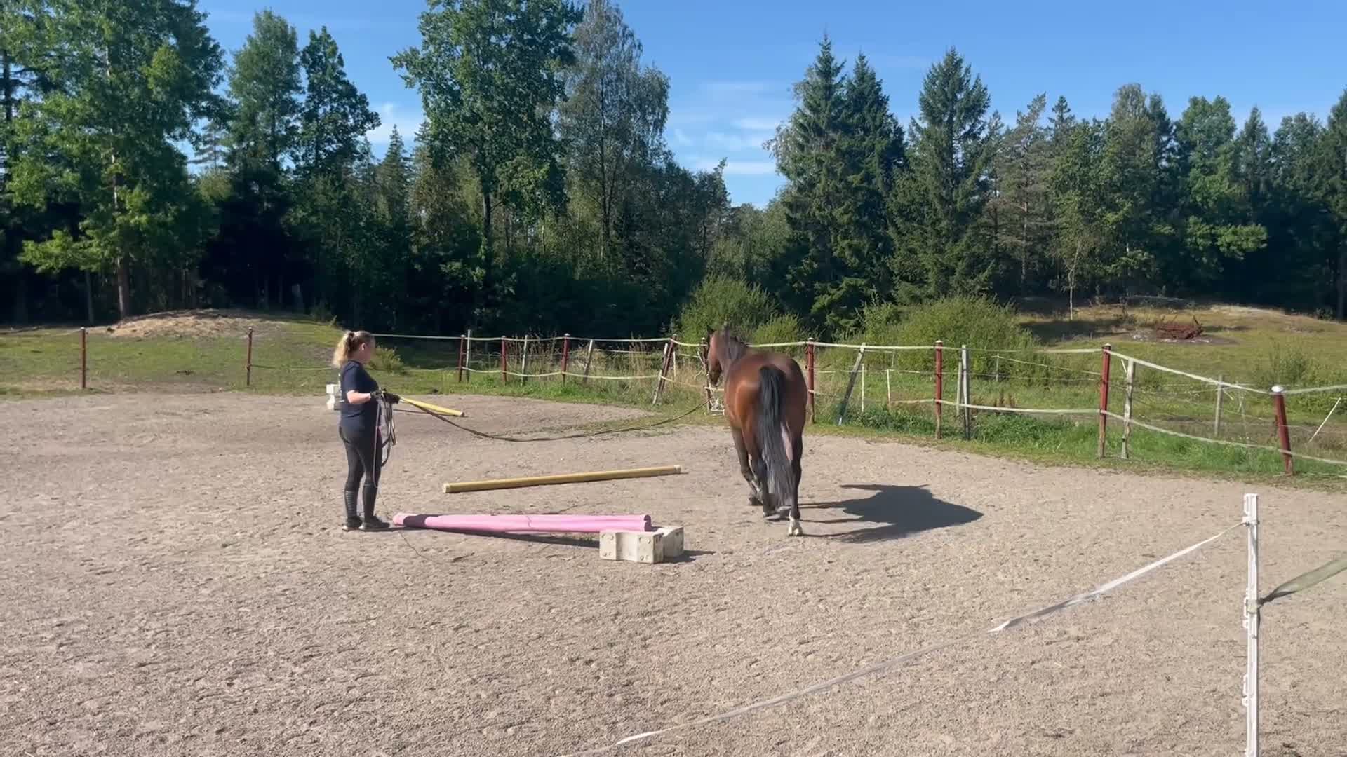 Allround hästar till salu: Sto f.19 söker ny bästavän  - Video 2