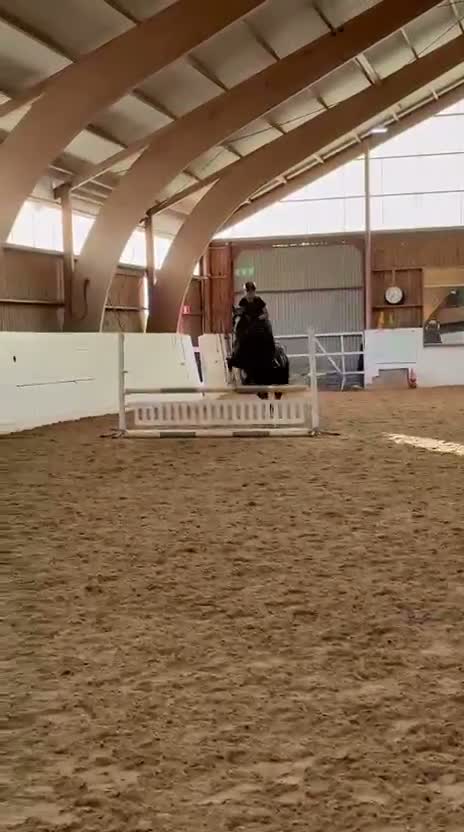 Allround hästar till salu: Mysig allround tjej  - Video 3