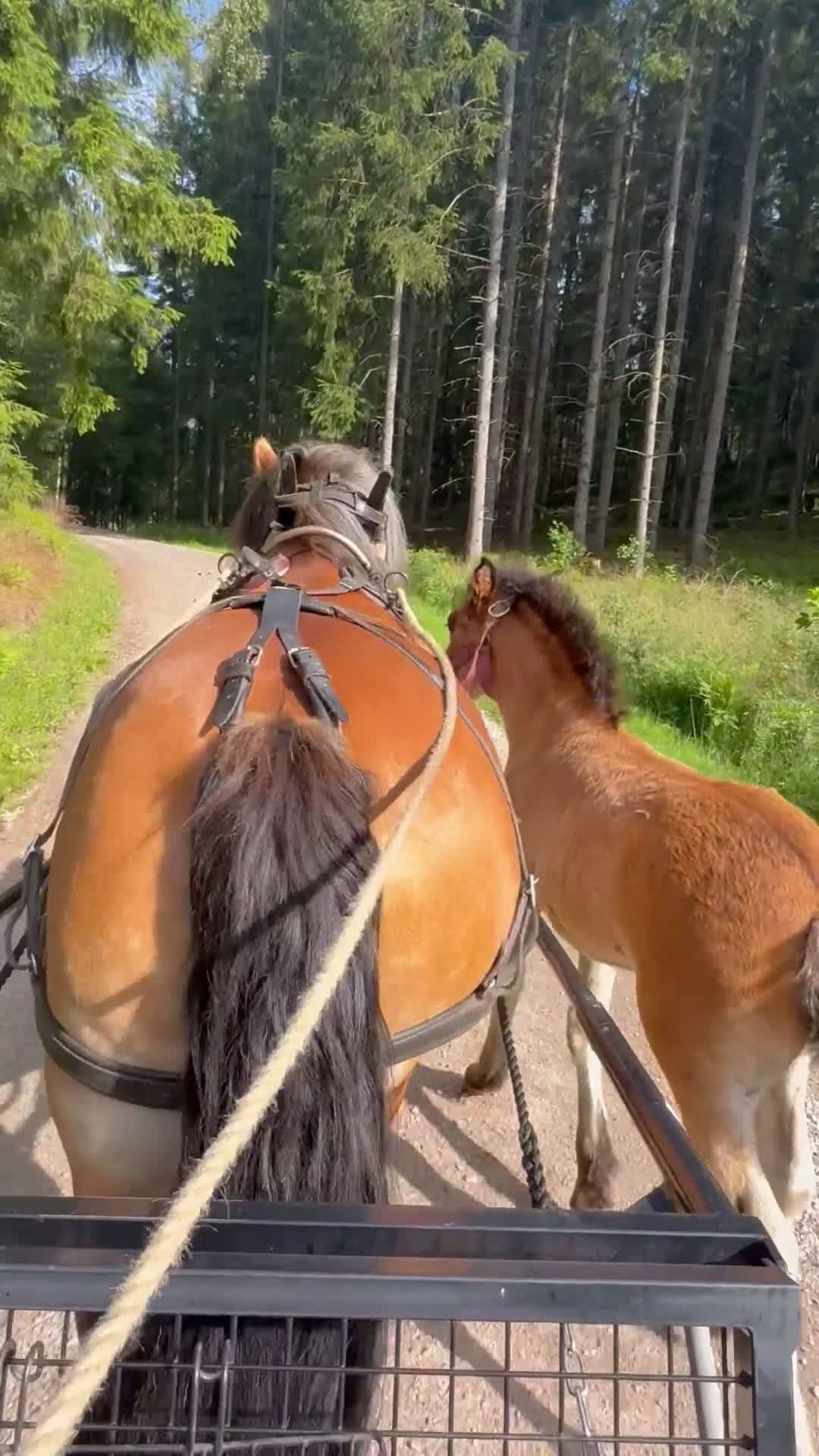 Körning hästar till salu: Dräktigt Elitsto samt Pigall 7 mån i Lilla Edet - Video 1
