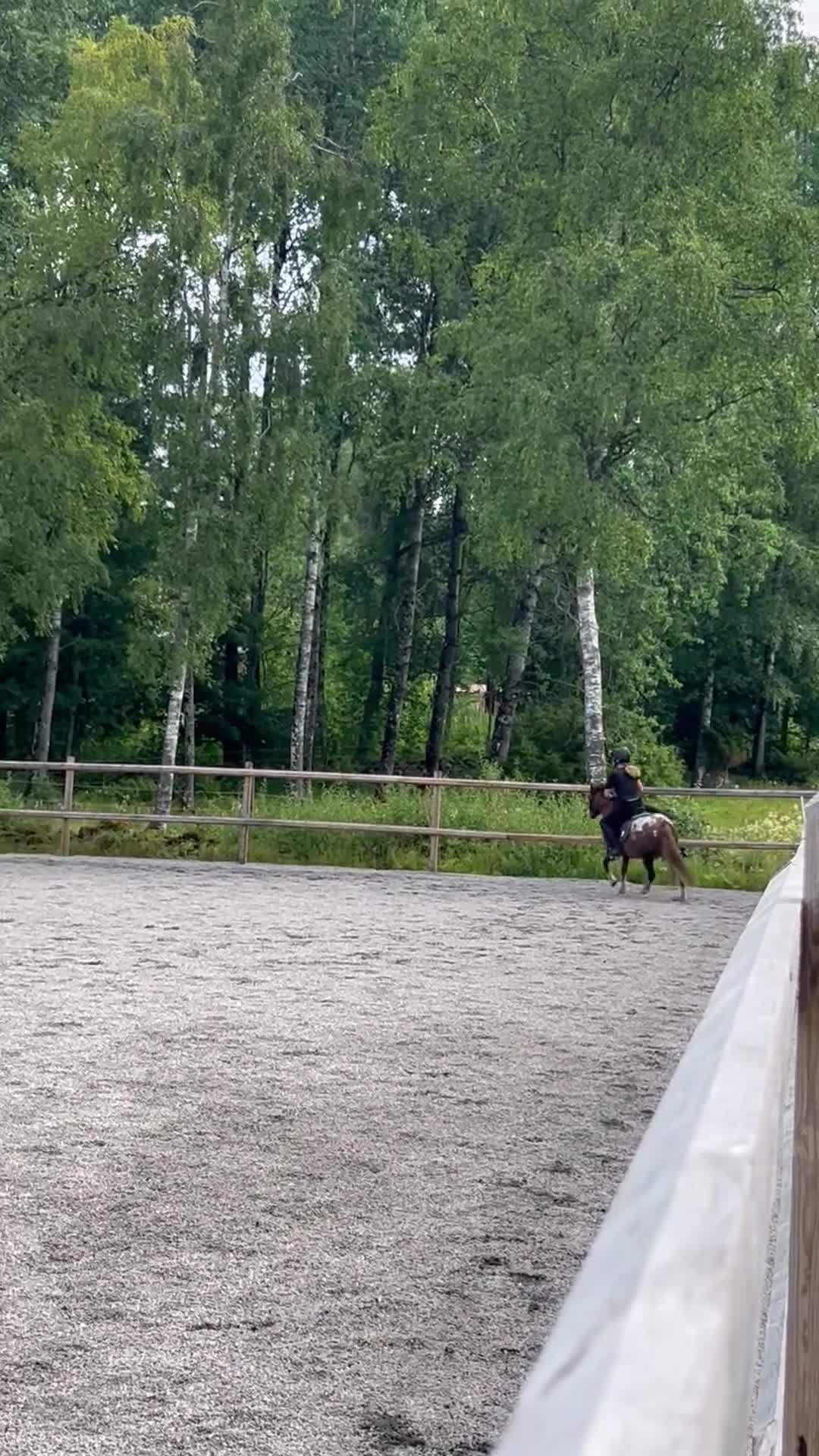 Allround hästar till salu: Söt allroundponny - Video 2
