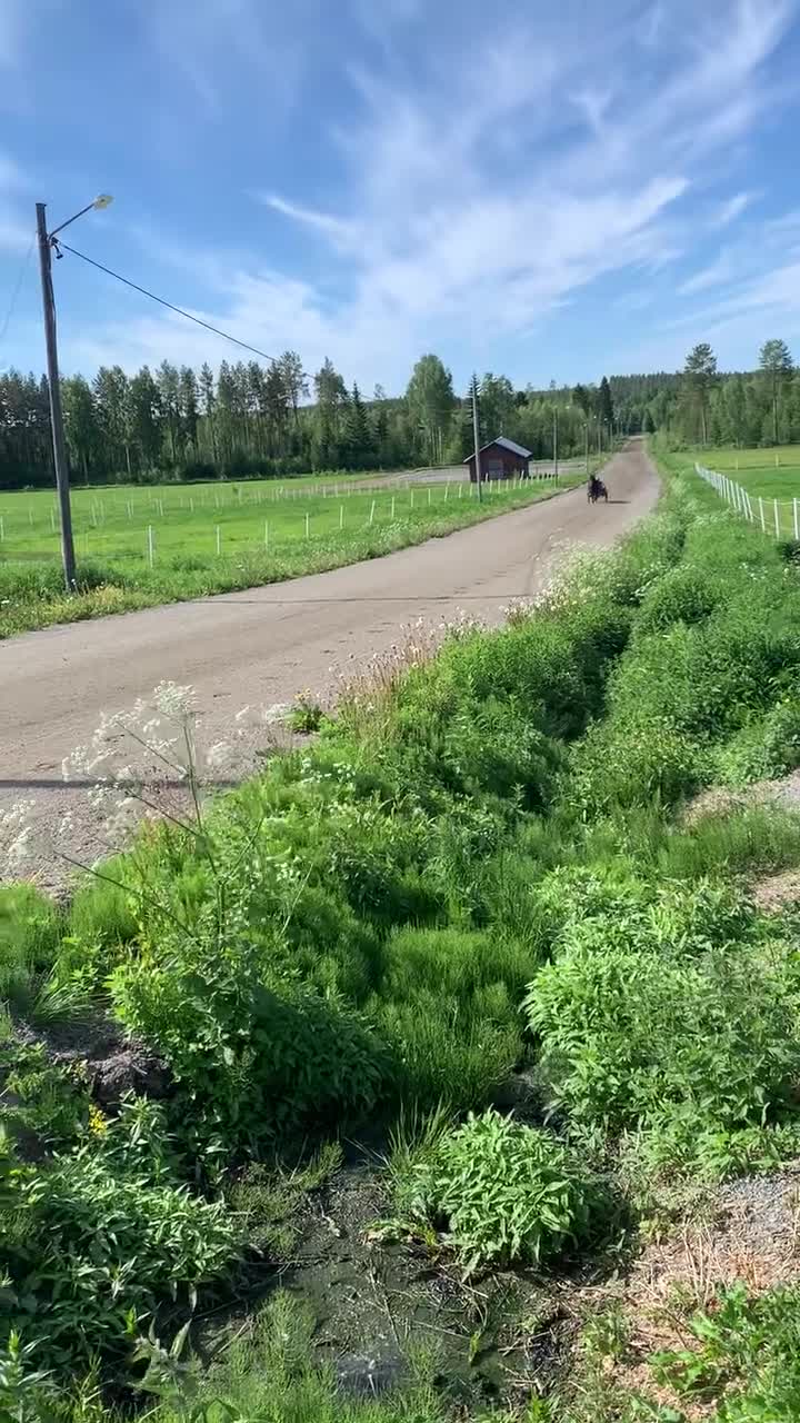 Allround hästar till salu: Sällskaps/Hobbyhäst för den som gillar fart! - Video 4