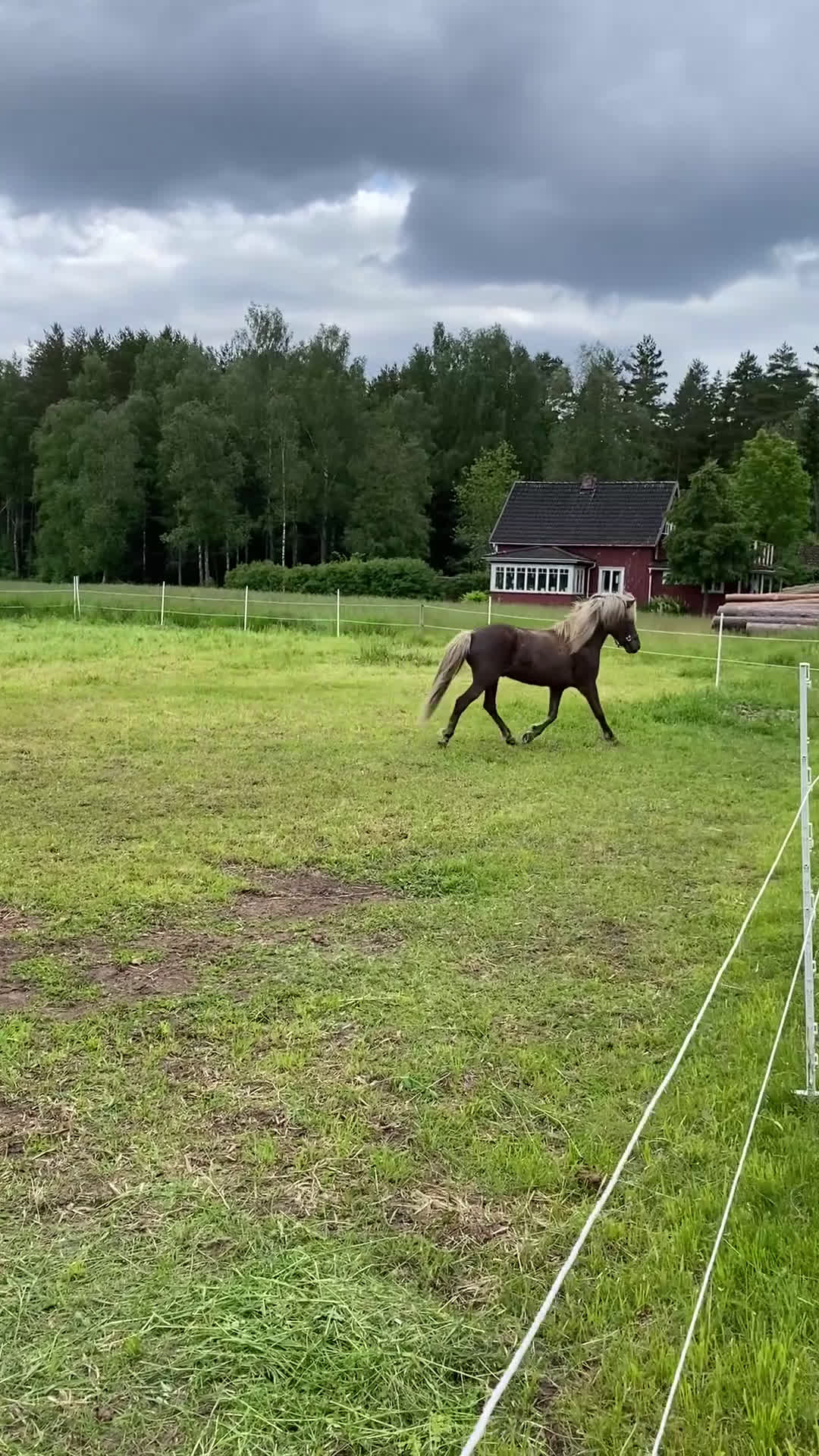 Island hästar till salu: Trevlig Silversvart valack i Nol - Video 1